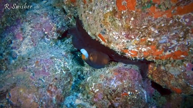 Manybar Goatfish trying to engage an Octopus on a hunt at Cathedrals on Oahu's North Shore смотреть онлайн