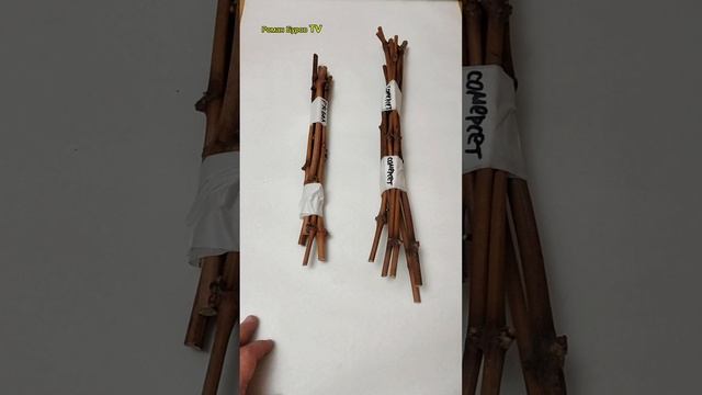 Не могу больше это скрывать! Вот из таких палочек я вырастил свой виноградник в Московской области смотреть онлайн