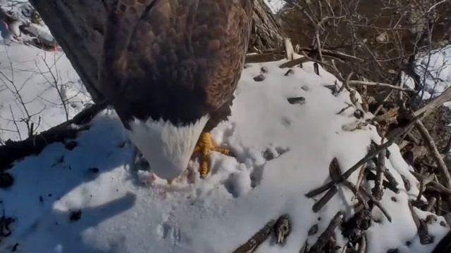 Белоголовый орлан 2018 03 07. 18 53 смотреть онлайн