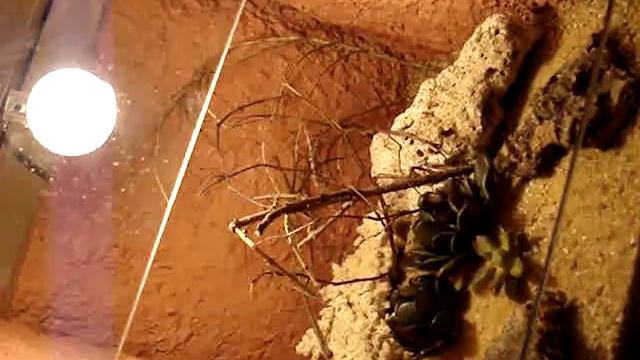 Moving my Centruroides vittatus pantheriensis into their new terrarium смотреть онлайн