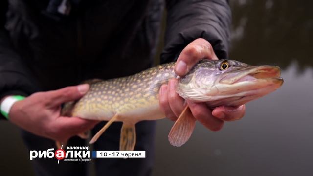 Календар рибалки з 10 по 17 червня 2019 року від телеканалу "Трофей" смотреть онлайн
