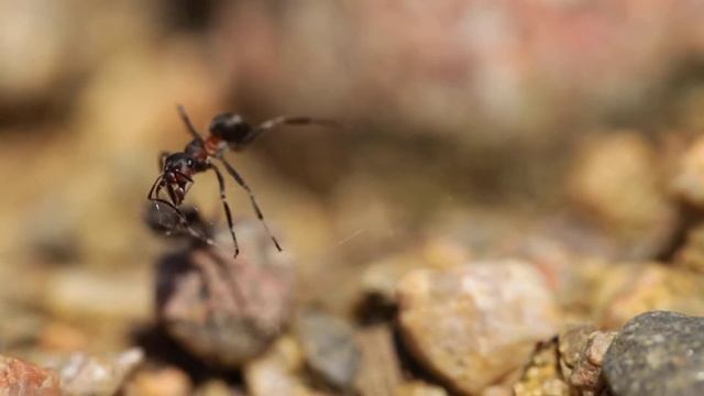 White Spotted False Widow (Steatoda albomaculata) Hunting Ants 1Of3 смотреть онлайн