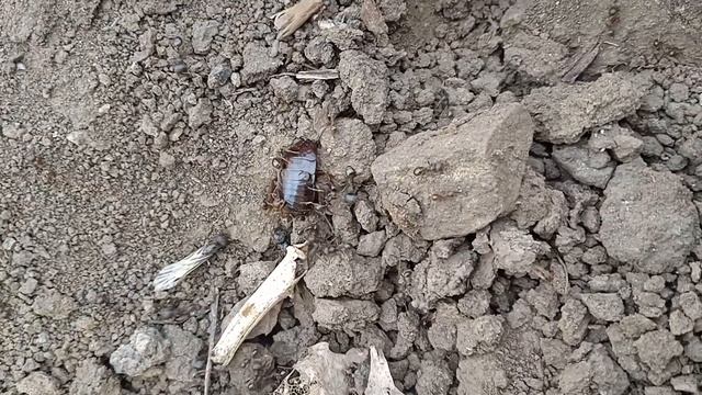 муравьи-жнецы во время лëта напали на таракана! 😱 #animal #ant #insect #насекомые #муравьи смотреть онлайн