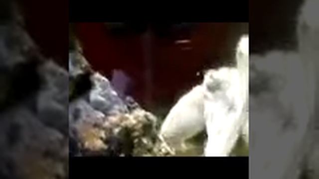 Осьминог. на зоо выставке в Перми. смотреть онлайн