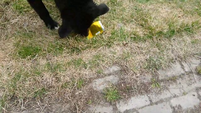 Бездомные собаки!!!!!!!!!)))))))))))) Прочитайте описание👇👇👇👇👇👇👇 смотреть онлайн