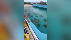 Окинава (влог 3) - Океанариум и Американская деревня #Япония #Окинава #аниме #блогояпонии