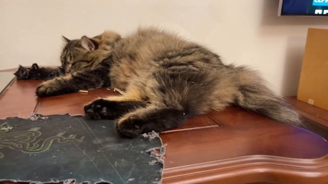 pampered parrots . cat hunting. parrots and a cat. parrot scared parrot смотреть онлайн