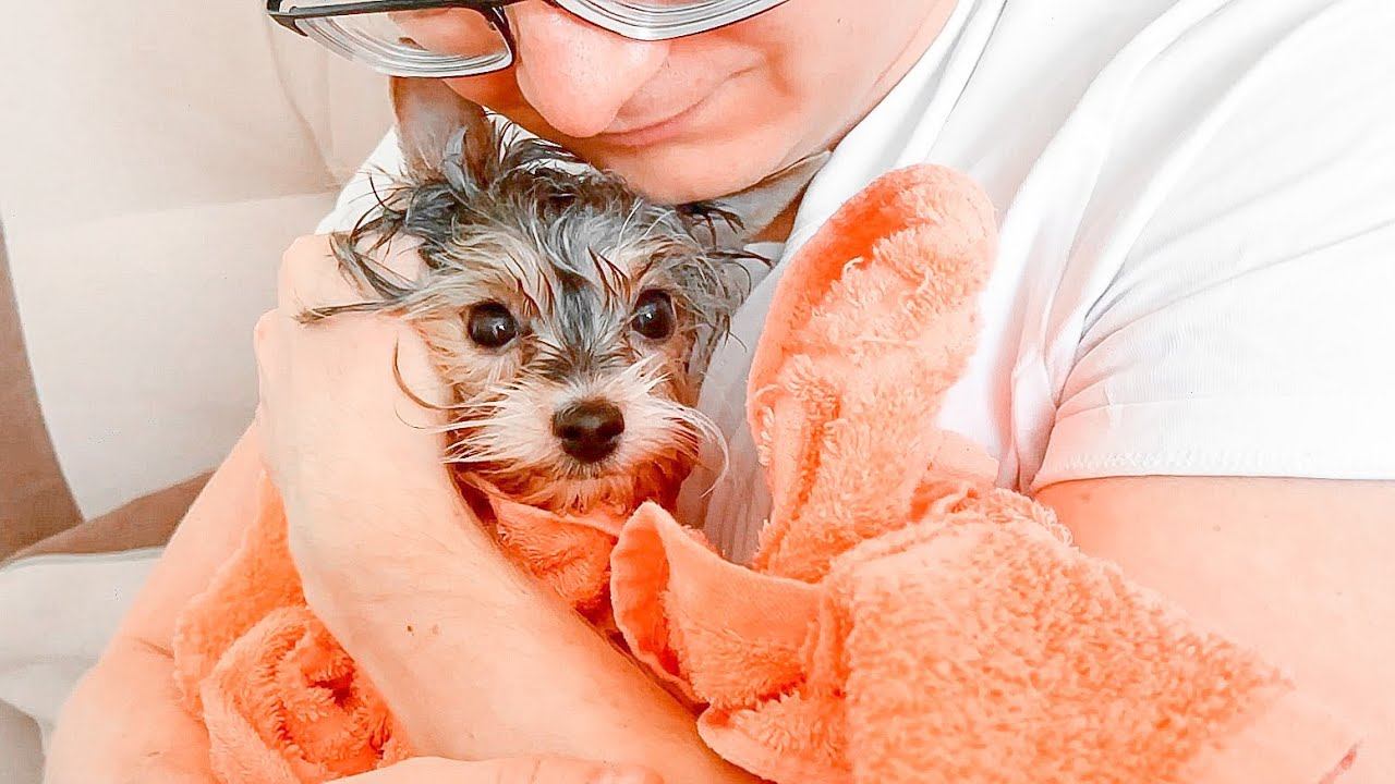 VLOG Помыли собаку / Ремонт в доме начинается! 22.04.22 смотреть онлайн