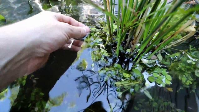 My Backyard Tropical Oasis Pond! // Pond Season 2 Ep. 3 смотреть онлайн