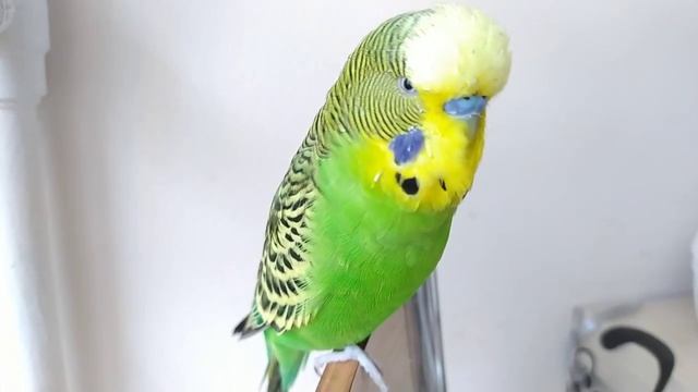Мой Домашний Питомец КЕША✔️ Волнистый Попугай говорит ✔️ Попугай Разговаривает ✔️ смотреть онлайн