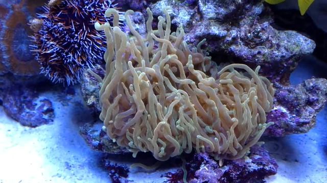 Entacmaea quadricolor
Blasenanemone. Gelb смотреть онлайн
