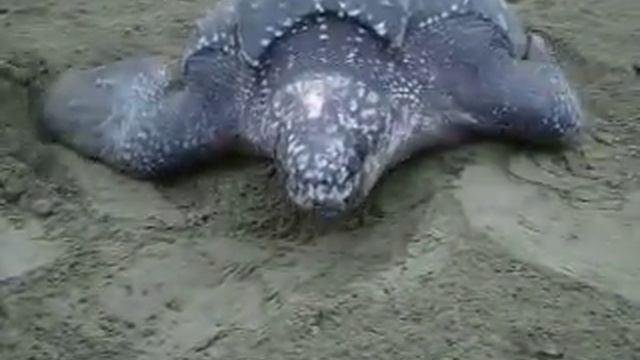 Tortuga Caná "Dermochelys Coriacea" en Playona смотреть онлайн