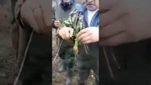 ловля карповых на колбасу