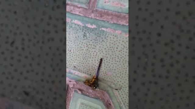 Оса против стрекозы смотреть онлайн