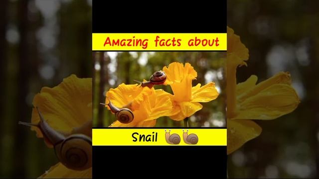 Amazing facts about Snail 🐌🐌 #snail #hindifacts #animalfacts смотреть онлайн