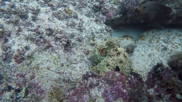 Common Octopus/Pulpo Común смотреть онлайн