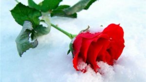 Роза на снегу