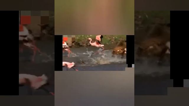 МЕДВЕЖЬЯ обезьяна смотреть онлайн