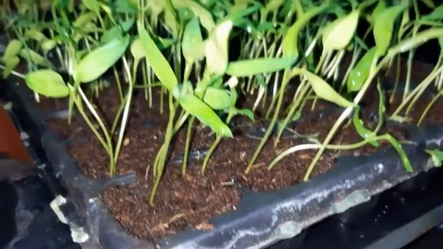 Baja Cili Kulai 461, Cara tanam Cili Kulai смотреть онлайн