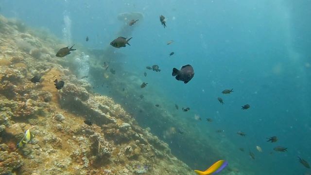 Дайвинг Бали. Погружение к затонувшему кораблю USAT Liberti