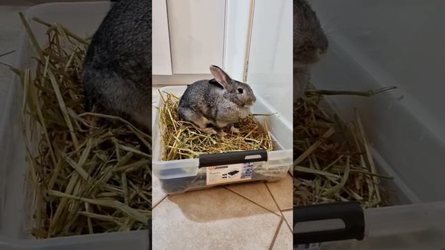 Hay as her dinner смотреть онлайн