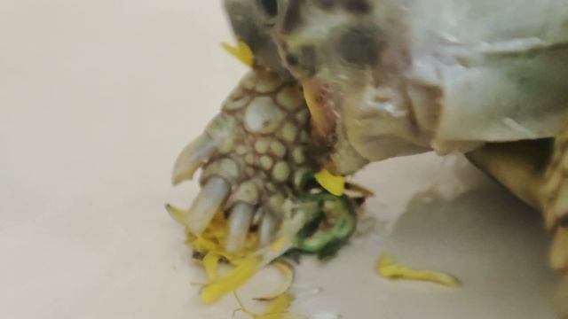 it's a joke 🤣turtle eats это чисто прикол 🤣🤦🏻#черепахи #100 смотреть онлайн