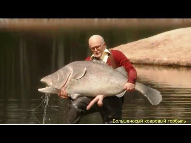 Моби Дик или Большеносый ковровый горбыль Moby Dick or snouty carpet croaker 2013 смотреть онлайн