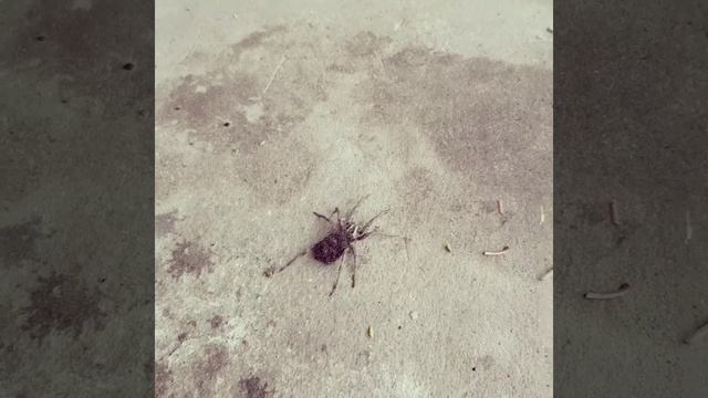 Паук волк смотреть онлайн