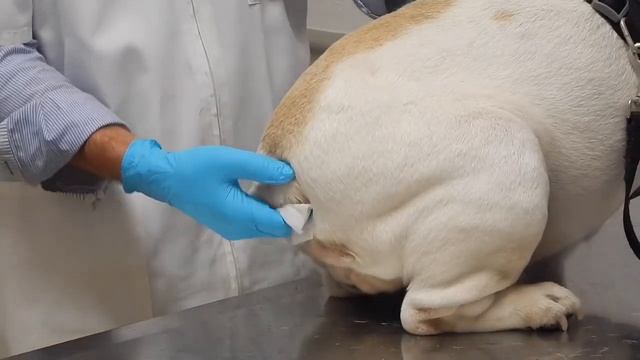Dr Kraemer vet4bulldog | bulldog tail pocket cleaning demo смотреть онлайн