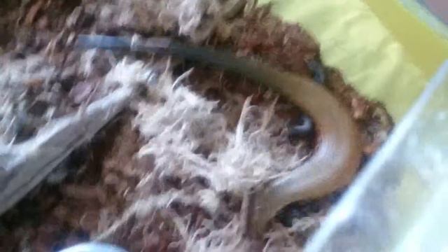 Огненный сцинк Огонёк,вредина смотреть онлайн