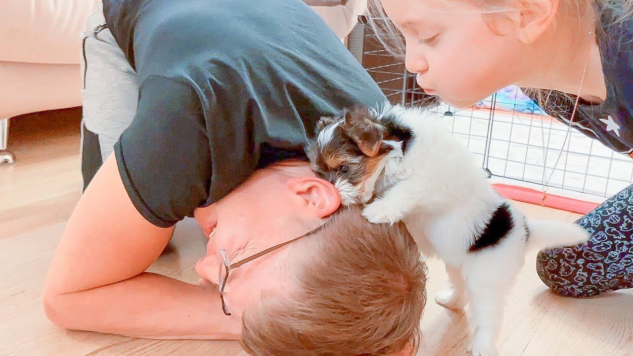 VLOG Щенок привыкает / Разрядная книжка у нас! / Про Батуты 8-10.12.21 смотреть онлайн