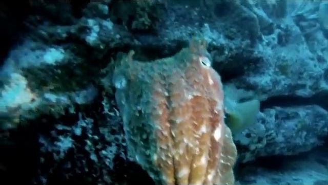 Cuttlefish are Cool смотреть онлайн