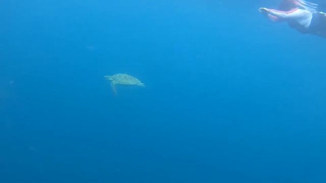 Freediving Moalboal: Pawikan and Sardines Encounter смотреть онлайн