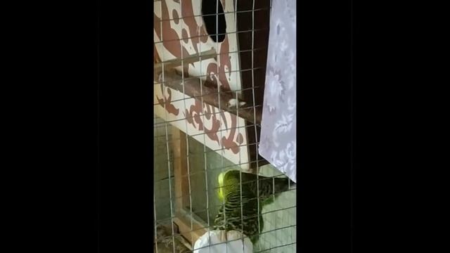 Спаривания волнистых попугаев смотреть онлайн