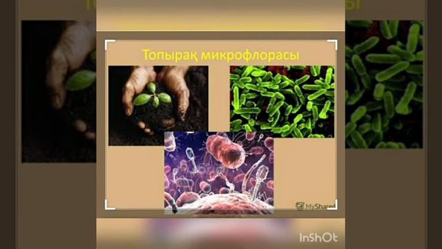Микроорганизмдер экологиясы. смотреть онлайн