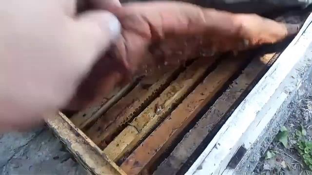 Пчелы! Пыльца в июле! Отводки развиваются смотреть онлайн