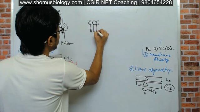 Cell membrane fluidity and role of cholesterol in membrane fluidity смотреть онлайн