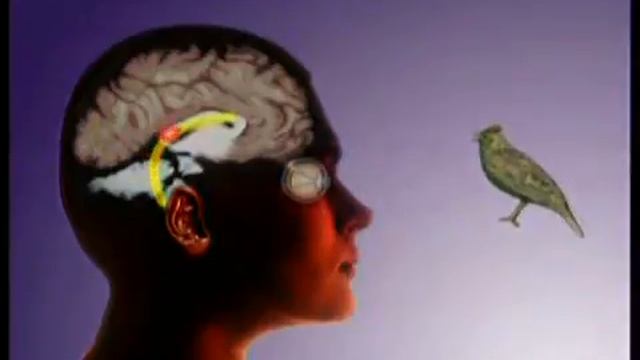 Как мы видим смотреть онлайн