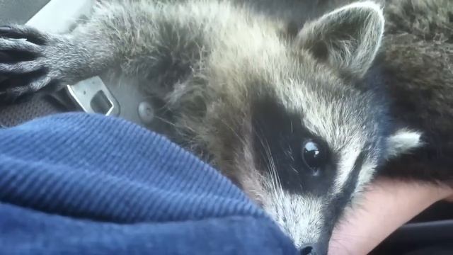 Baby raccoon nomming seatbelt смотреть онлайн