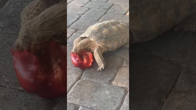 He lives for red bell peppers! #shellbert #desertliving #nevada #lakelasvegas смотреть онлайн