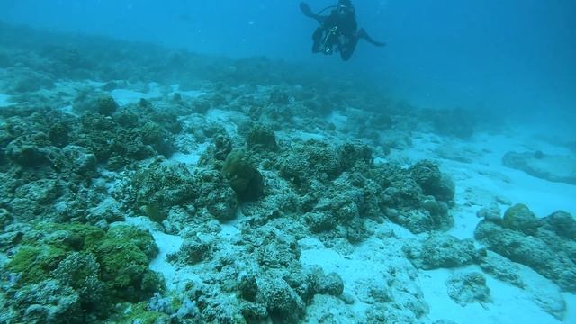 Moray and octopus with Carla from Barcelona @oceandivermu смотреть онлайн