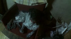 Принесешь мне зайца?