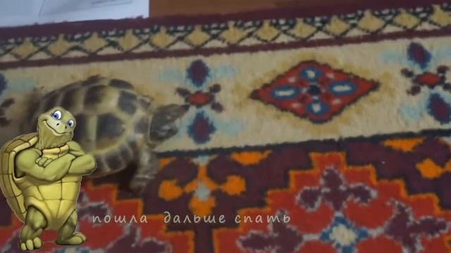 Ах,обжора - черепаха! смотреть онлайн