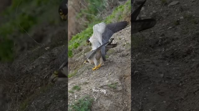 When female Peregrine Falcon (Maxine) does not feel romantic but the male (2Z) still wants to mate. смотреть онлайн