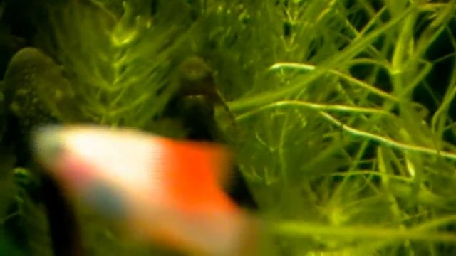 #Aquarium. Декоративный аквариум 100 л.