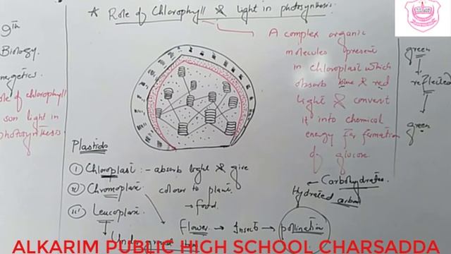 Bioenergetics "Role of Chlorophyll & Light in Photosynthesis" смотреть онлайн