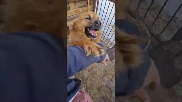Собаки-бобры 🦫 #мойпес #приютдлясобак смотреть онлайн