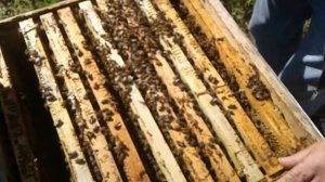 Бакфаст бакфасту рознь