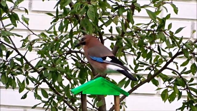 Сойка прилетела...и улетела. смотреть онлайн