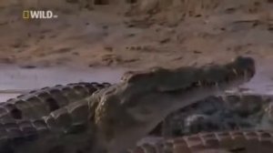Взгляд изнутри Суперхищники  Нильский крокодил